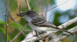 Highland birds