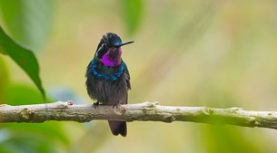 Forest birds