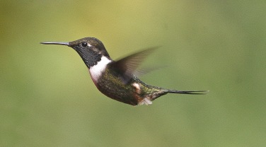 Ecuador & Galapagos 'Birds of Ecuador'