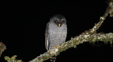 Ecuador & Galapagos 'Birds of the Northeast Andes'