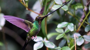 Ecuador & Galapagos 'Birds of the Northwest Andes'