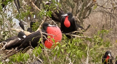 Ecuador & Galapagos 'Birds of the Pacific Coast'