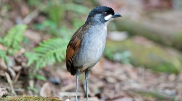 Ecuador & Galapagos 'Birds of Southern Ecuador'