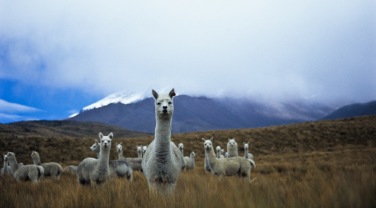 Ecuador & Galapagos 'Among Mountains'