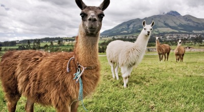 Ecuador - types