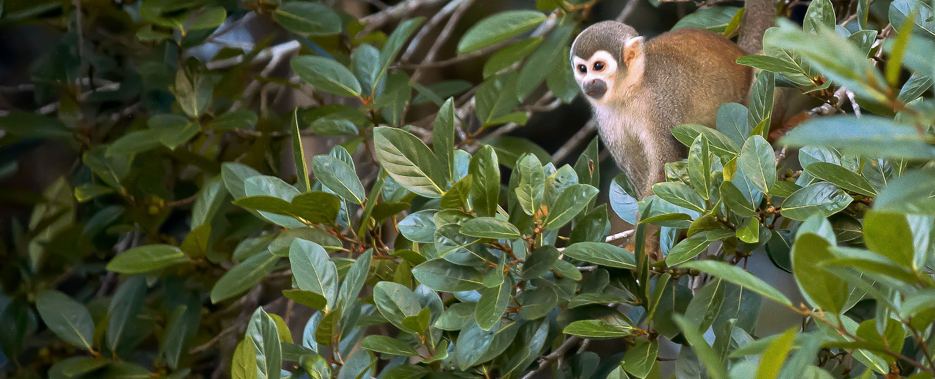 ecuador amazon