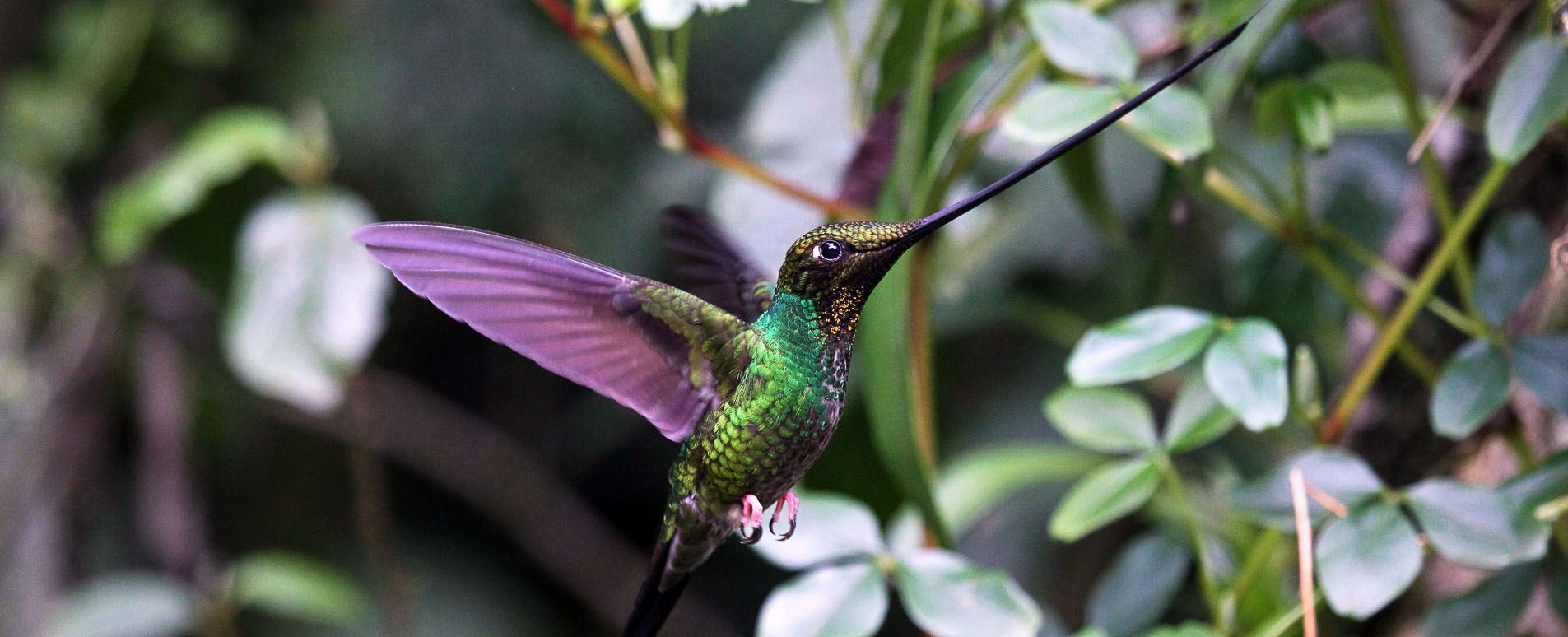 ecuador northern andes