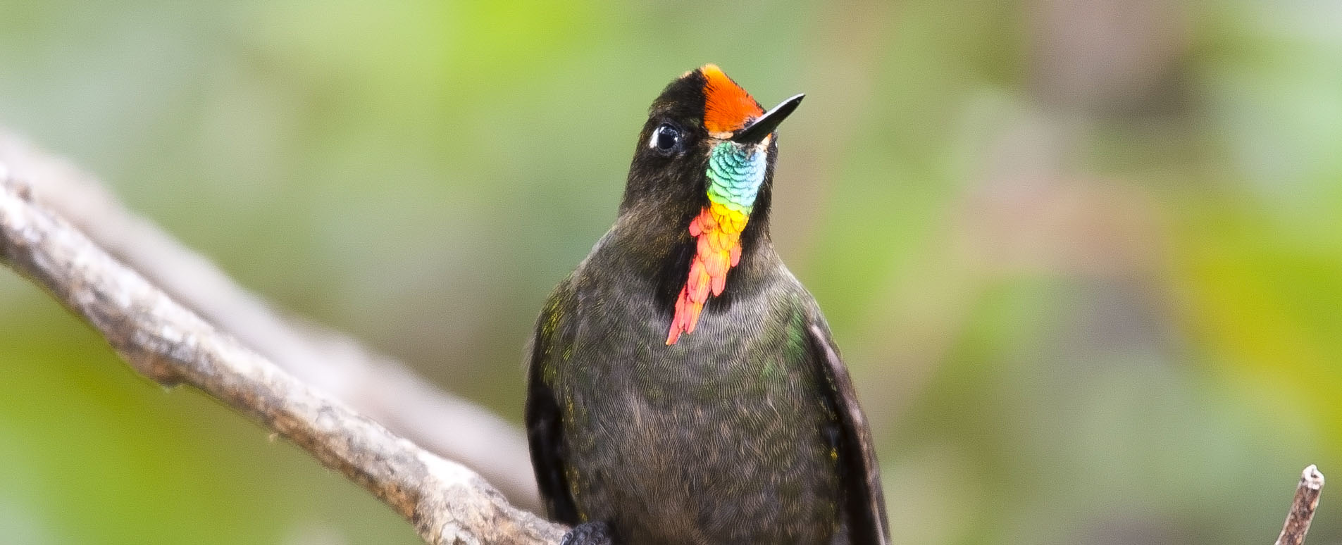 ecuador bird watching holidays