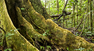 The mighty Amazon Rainforest