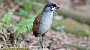 The Antpitta farm