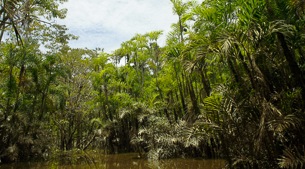 Amazon birding