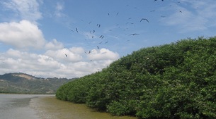 Mangroves & freshwater marshes