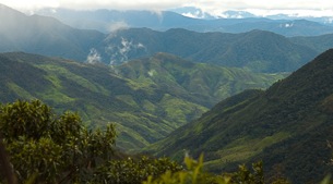 High cloudforest