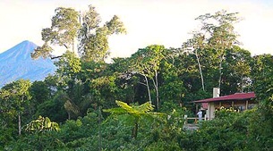 Cloud forest species, foothill specialities & Amazonian birds