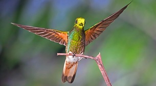 Birding by salt pools