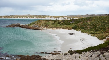 Falklands - not South Georgia