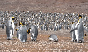 King Penguins