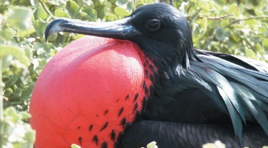 Ecuador - themes - birdwatching