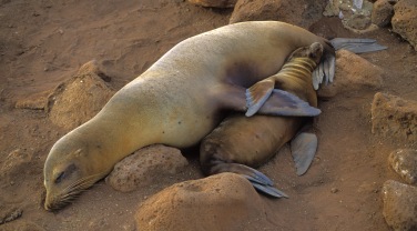 Galapagos - planning