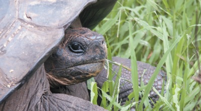 Galapagos - types