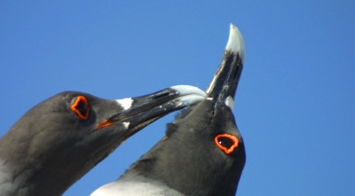 Galapagos - types