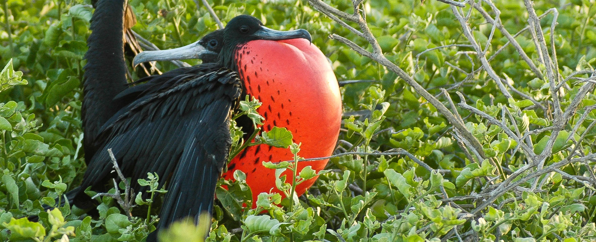 galapagos bird watching holidays