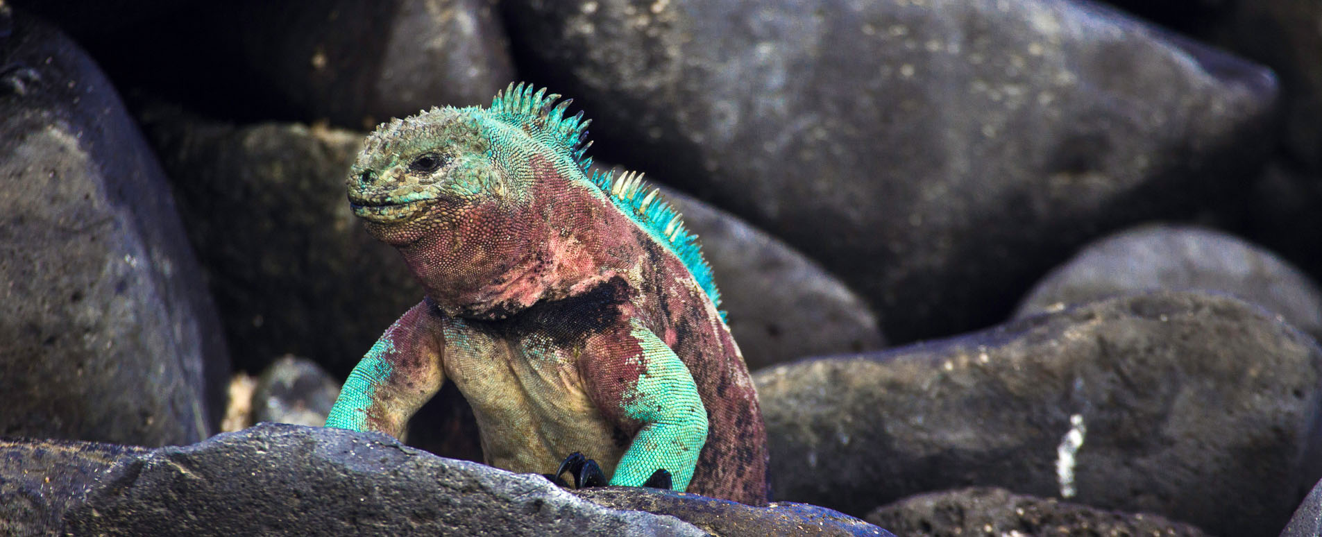 galapagos wildlife holidays