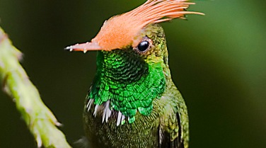 Panama 'The Birds of Panama'