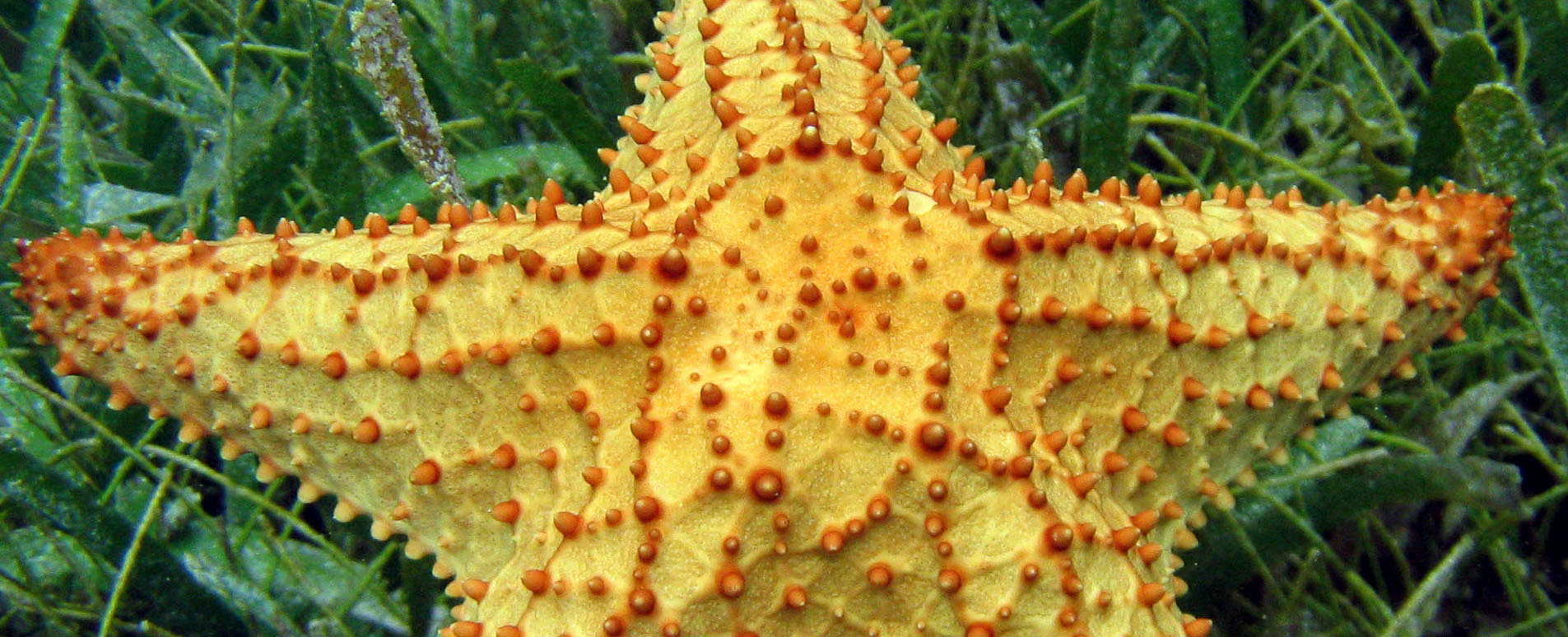 Isla Coiba Panama