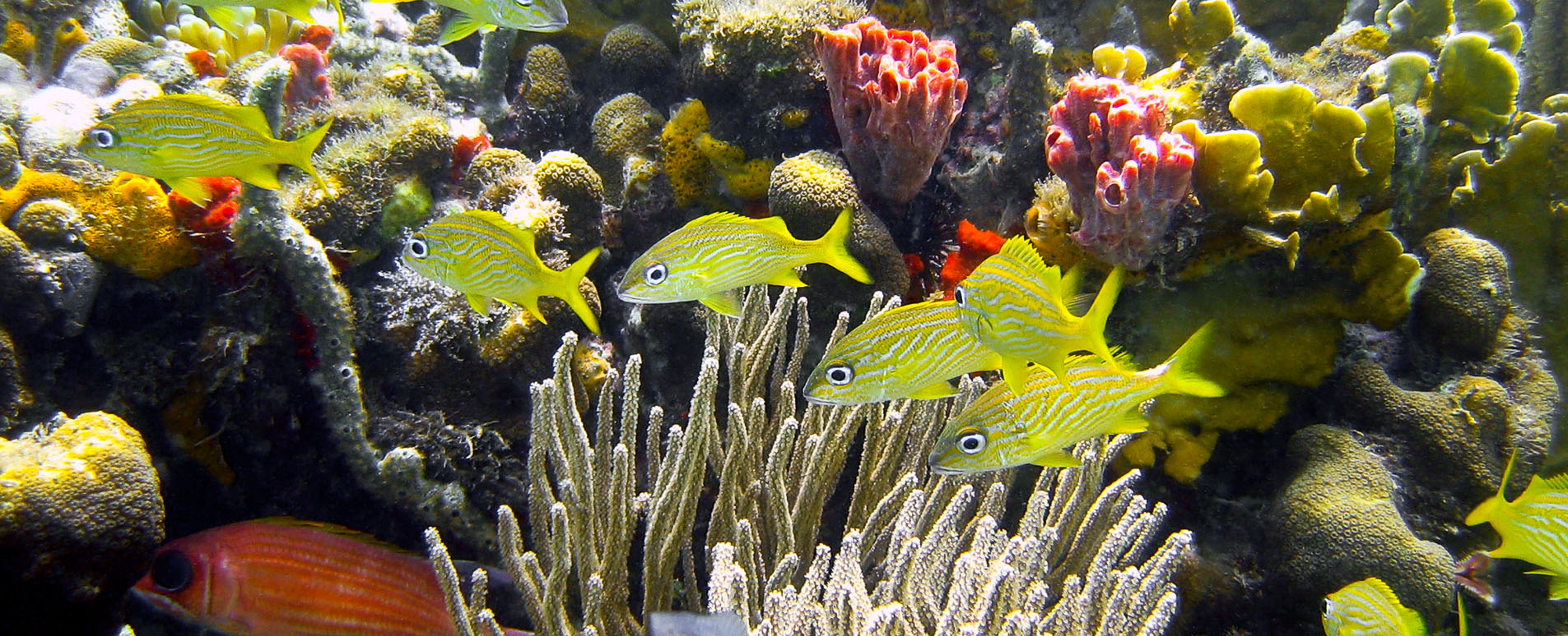 Isla Taboga Panama