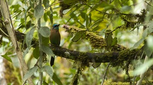 Historical Jungle Trail