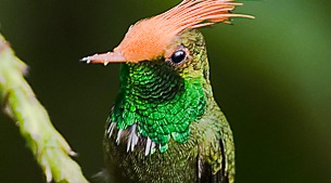 Birding the Caribbean side