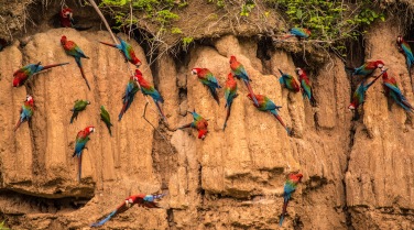 Peru 'Peru Birds and Culture'