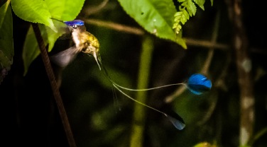 Peru 'Birds and Culture in North East Peru'