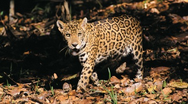 Peru 'Peru Nature Explorer'