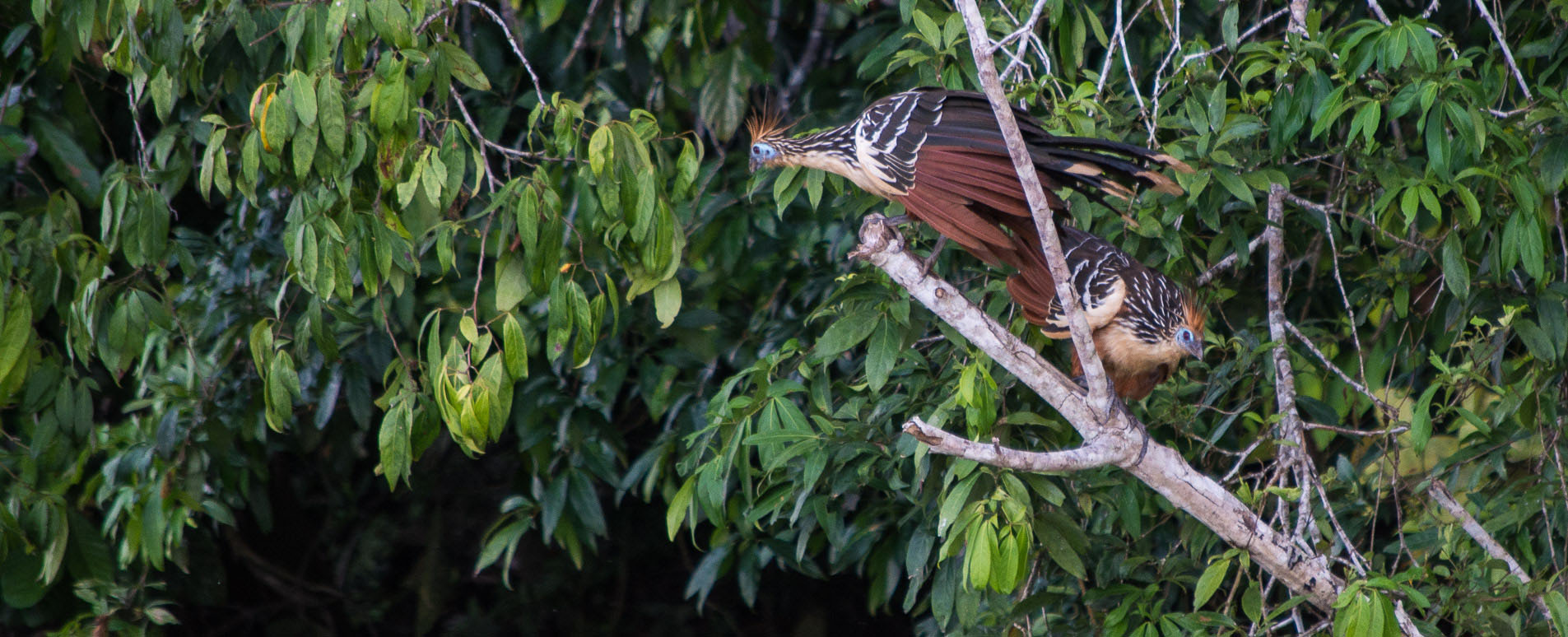 peru bird watching holidays