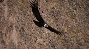 Condors