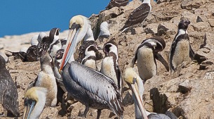 Ballestas islands