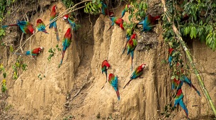 Macaw clay lick