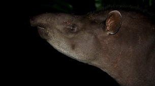 Tapirs in the night