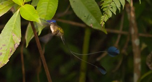 Marvellous Spatuletail