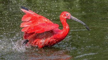 Trinidad & Tobago 'The Birds of Trinidad & Tobago'