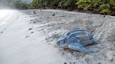 Trinidad & Tobago 'Trinidad & Tobago Nature Explorer'