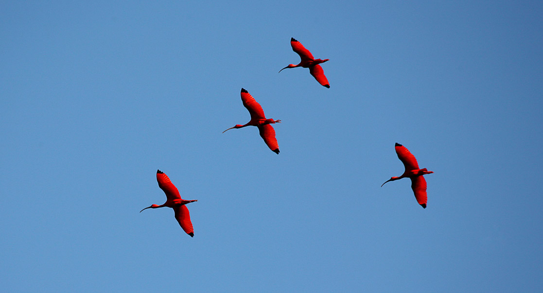 Geodyssey Trinidad And Tobago The Birds Of Trinidad And Tobago