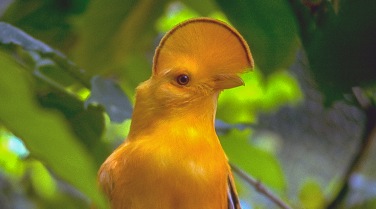 Venezuela 'The Birds of Venezuela'