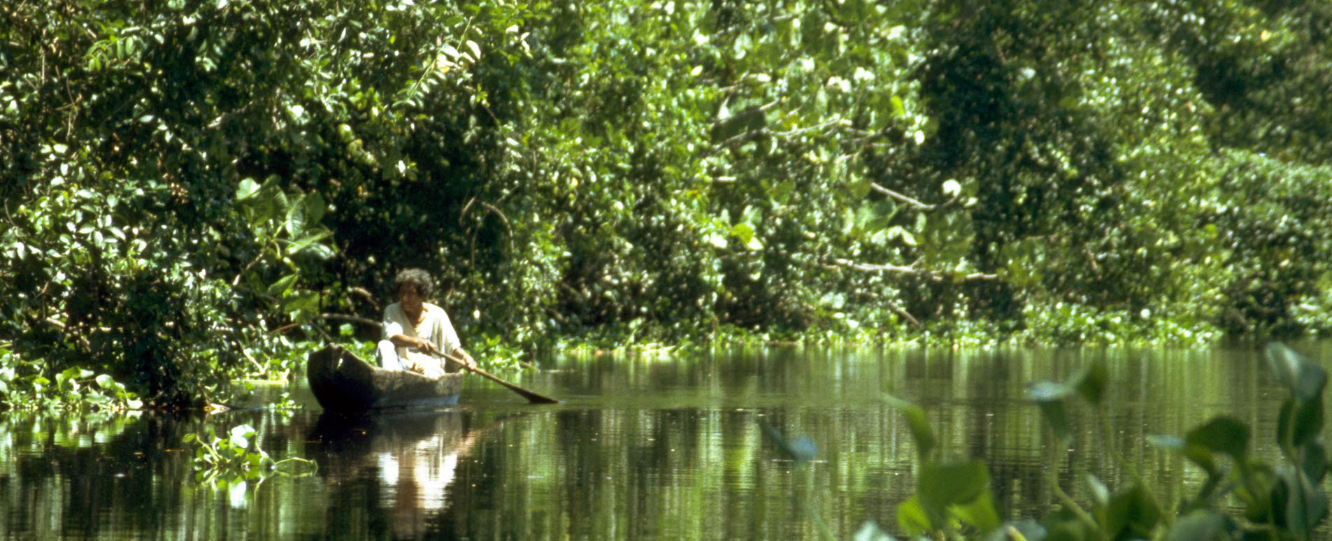 orinoco rainforest